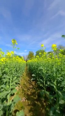 İlkbaharda sarı bir kolza tarlasında yumuşak bir FPV uçuşu
