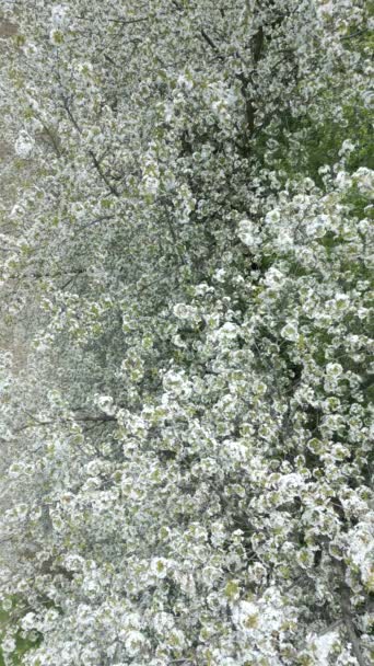 Цветущие Деревья Белыми Цветами Весной Естественный Фон — стоковое видео