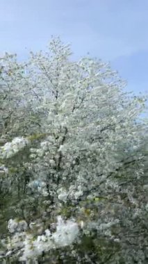 İlkbaharda çiçek açan ağaçların havadan görünüşü.