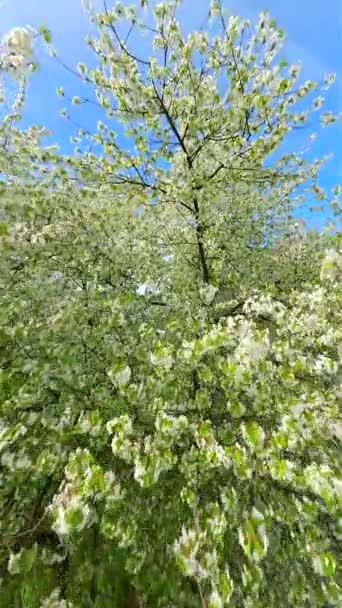 Vuelo Suave Fpv Través Árboles Florecientes Con Flores Blancas Primavera — Vídeos de Stock