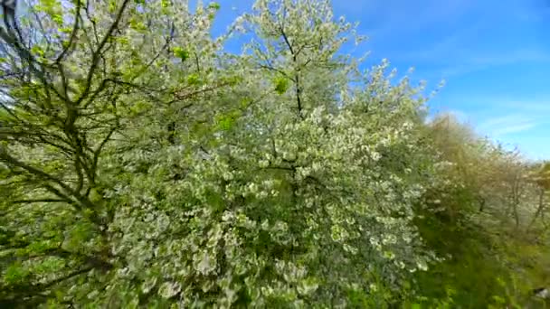 Voo Suave Fpv Através Árvores Florescentes Com Flores Brancas Primavera — Vídeo de Stock