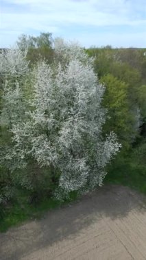 İlkbaharda çiçek açan ağaçların havadan görünüşü.