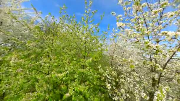 Плавный Полет Цветущим Деревьям Белыми Цветами Весной — стоковое видео