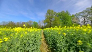 İlkbaharda sarı bir kolza tarlasında yumuşak bir FPV uçuşu