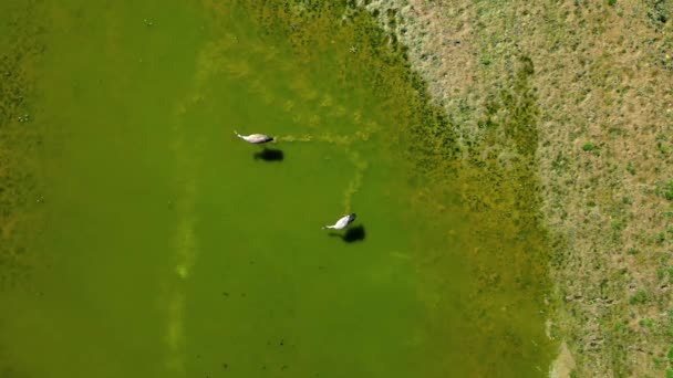 春のサンライトグリーン池を散策するヘロンのトップビュー — ストック動画