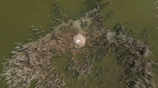 Gölette Bir Yuvada Oturan Beyaz Bir Kuğunun Üst Görüntüsü — Stok video
