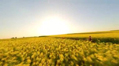 Beyaz kadın ve köpek FPV kırsalda antika bir motosiklet sürüyor güneş batarken sarı kolza tohumu tarlalarında.