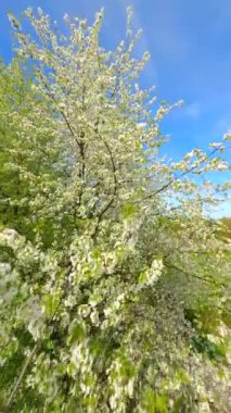 İlkbaharda çiçek açan ağaçların FPV 'si.