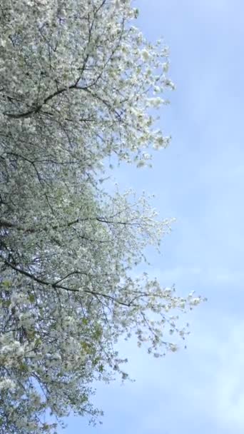 春に白い花と青い空で咲く木 — ストック動画