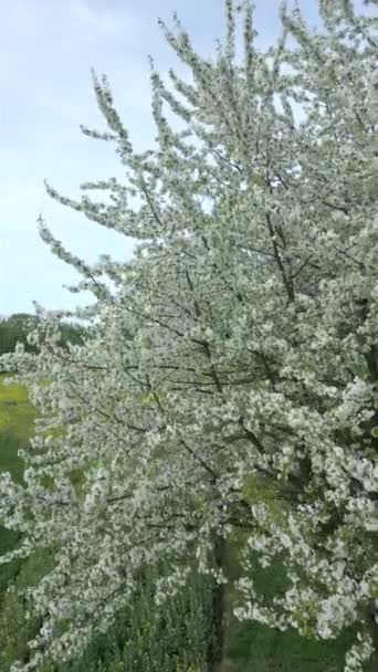 Vue Aérienne Des Arbres Fleurs Avec Des Fleurs Blanches Printemps — Video
