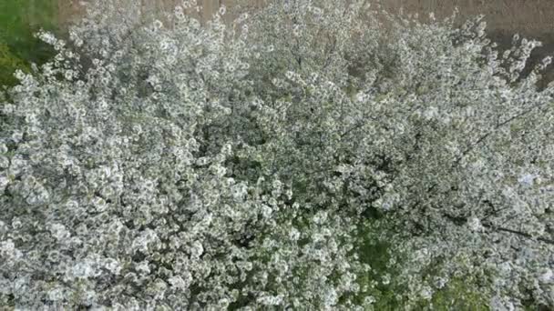 Vista Aérea Árboles Florecientes Con Flores Blancas Primavera — Vídeos de Stock