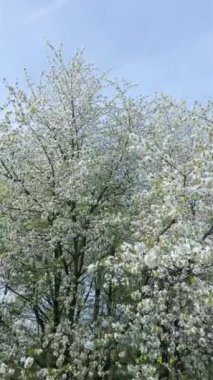 İlkbaharda çiçek açan ağaçların havadan görünüşü.