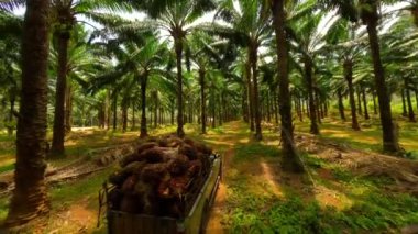 Palmiye yağı tarlasından geçen içi palmiye meyveleriyle dolu araba, Tayland.