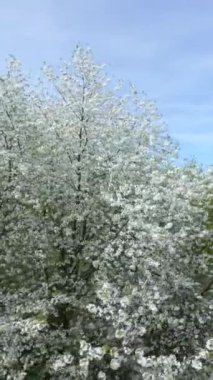 İlkbaharda çiçek açan ağaçların havadan görünüşü.