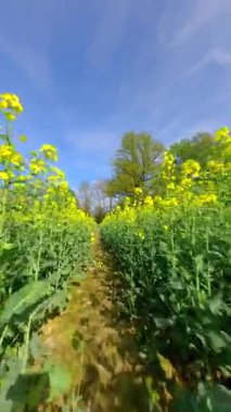 İlkbaharda sarı bir kolza tarlasında yumuşak bir FPV uçuşu