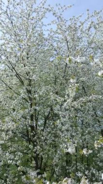 Baharda beyaz çiçeklerle açan ağaçlar.