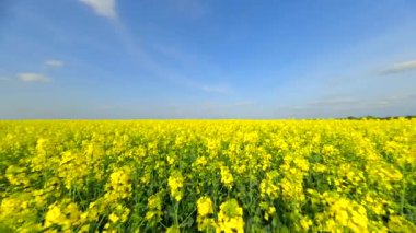 Yazın güzel sarı kolza tohumu tarlasında yumuşak bir FPV uçuşu
