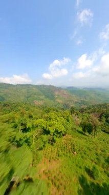 FPV uçuşu Chiang Rai, Tayland 'daki kahve tarlalarının tepelerinde