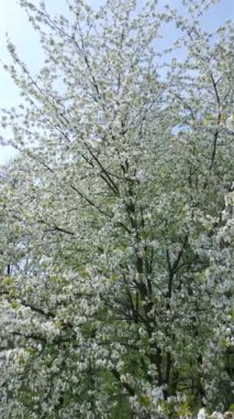 Beyaz çiçeklerle açan ağaçlar, doğal arka plan.