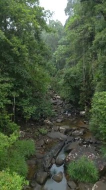 Tayland 'daki nemli tropikal yağmur ormanlarında sorunsuz bir uçuş.