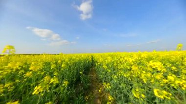 Yazın güzel sarı kolza tohumu tarlasında yumuşak bir FPV uçuşu.