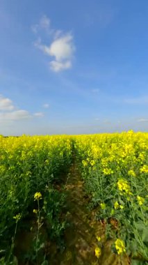 Yazın güzel sarı kolza tohumu tarlasında yumuşak bir FPV uçuşu.