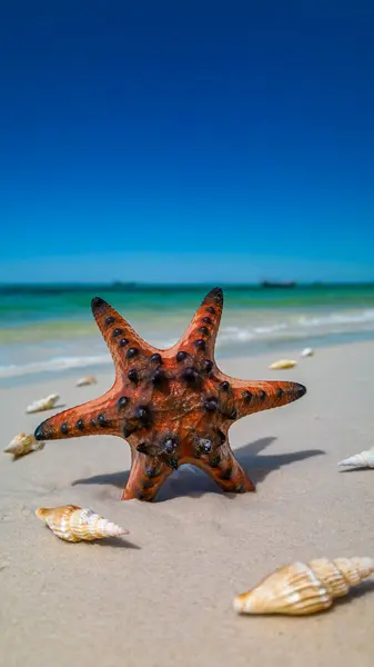 Vietnam 'daki Phu Quoc Adası' nda kırmızı deniz yıldızı ve deniz kabukları olan tropik bir plaj. Yaz, seyahat, tatil kavramları.