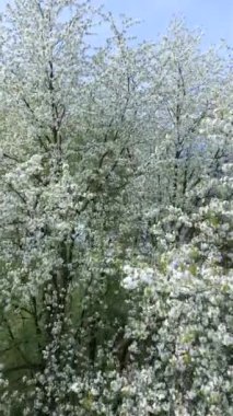 İlkbaharda çiçek açan ağaçların havadan görünüşü.