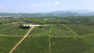 Chiang Rai, Tayland 'daki çay tarlası manzarası.