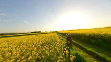 Beyaz kadın ve köpek FPV kırsalda klasik bir motosiklet sürerken gün batımında sarı kolza tohumu tarlalarında