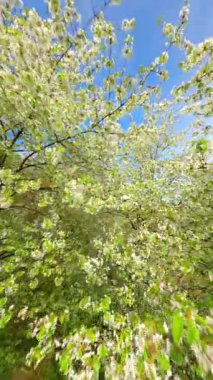 Pürüzsüz FPV baharda beyaz çiçeklerle açan ağaçların arasından uçar..