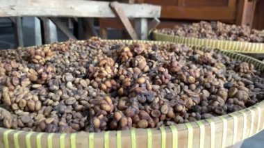 Kopi Luwak kahvesi yapımında kullanılan özel misk dışkıları.