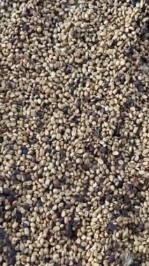 Kopi Luwak kahvesi yapımında kullanılan temizlenmiş Luwak kahve çekirdekleri.