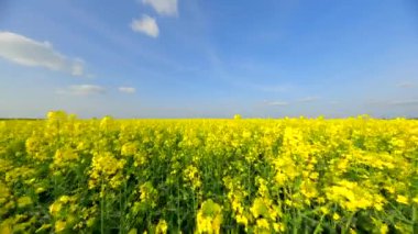 Yaz aylarında güzel sarı çayırların üzerinde yumuşak bir uçuş.