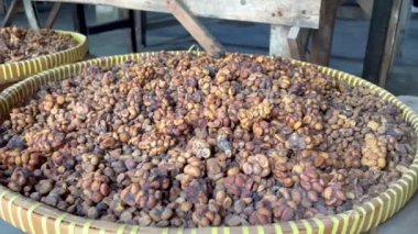 Kopi Luwak kahvesi yapımında kullanılan özel misk dışkıları.