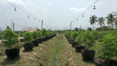 Pürüzsüz FPV uçuşu açık hava organik kenevir tarlaları, Tayland