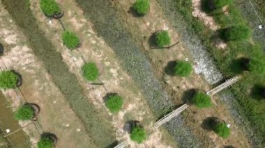 Tayland 'daki organik kenevir tarlalarının hava manzarası