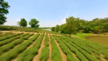 Chiang Rai, Tayland 'daki çay tarlasında dinamik FPV insansız hava aracı uçuşu