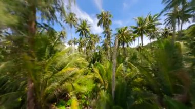 Güzel güneşli bir günde, Tayland 'da destansı palmiye ormanlarında sinematik FPV uçuşu