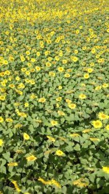 Yazın sarı ayçiçeği tarlasının havadan görünüşü