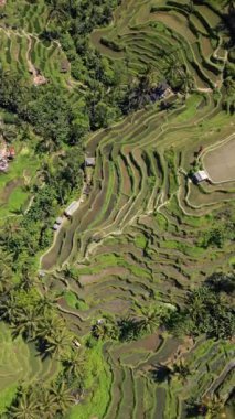 Endonezya, Ubud Bali 'deki pitoresk pirinç teraslarının havadan görünüşü