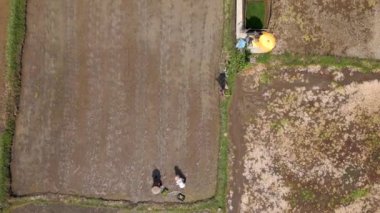 Endonezya, Bali 'deki pirinç tarlalarına pirinç eken çiftçilerin hava görüntüsü