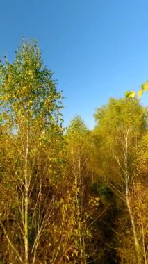 Huş ağacının tepelerinde yumuşak FPV insansız hava aracı uçuşu