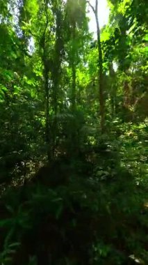 Asya 'daki yeşil tropikal yağmur ormanlarında sinematik FPV uçuşu