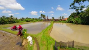 Ubud, Bali 'deki Bali Hindu Tapınağı ve Pirinç Tarlaları Üzerinde Sinema Uçuşu