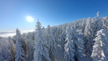 Kış ormanlarındaki karla kaplı ağaçların üzerinde uçan FPV uçağı.