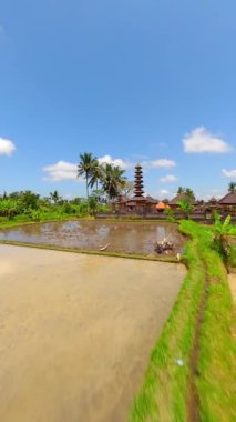 Ubud, Bali 'deki Bali Hindu Tapınağı ve Pirinç Tarlaları Üzerinde Sinema Uçuşu