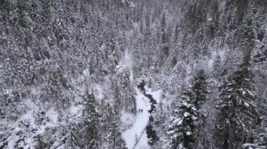 Kış ormanlarında karla kaplı patikada yürüyen insanların hava görüntüsü.