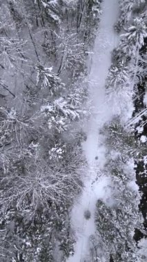 Turistlerin kış ormanlarında kuzeye doğru yürüyüşlerini gösteren hava manzarası.