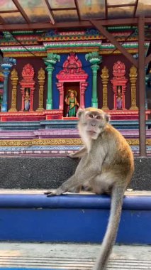 Hindu tapınağında oturan maymun Kuala Lumpur, Malezya 'daki Batu Mağaraları